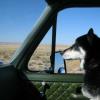 Copilot Bear.  Cody Wyoming Dead Ahead.